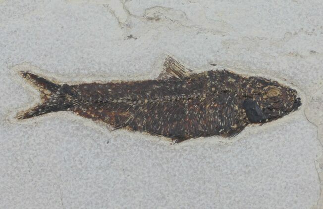 Knightia Fossil Fish - inch Layer #60995